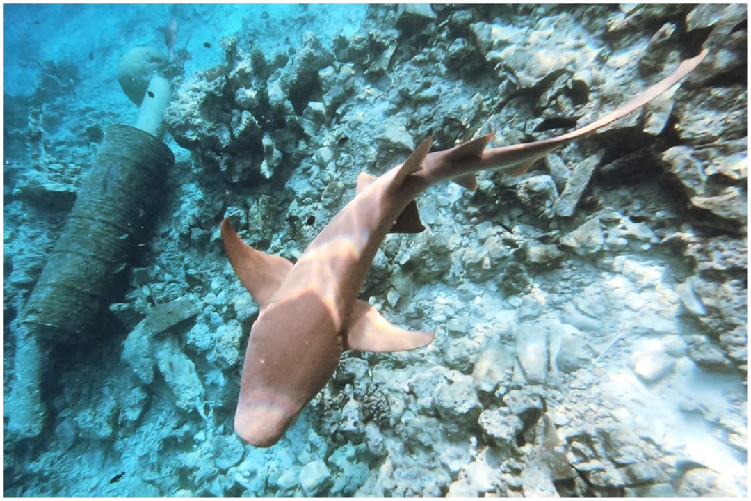 Sport & Freizeit Eri Maldives