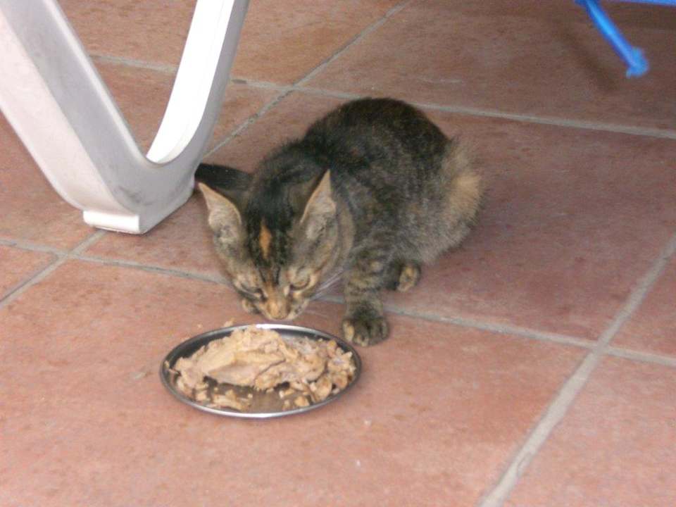 Süßes kleines, mageres Kätzchen Tabaiba Princess