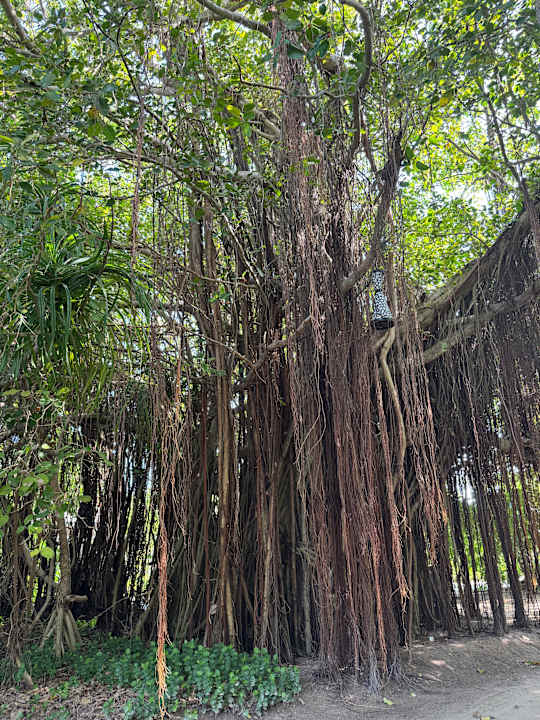 Gartenanlage Kuredu Island Resort & Spa