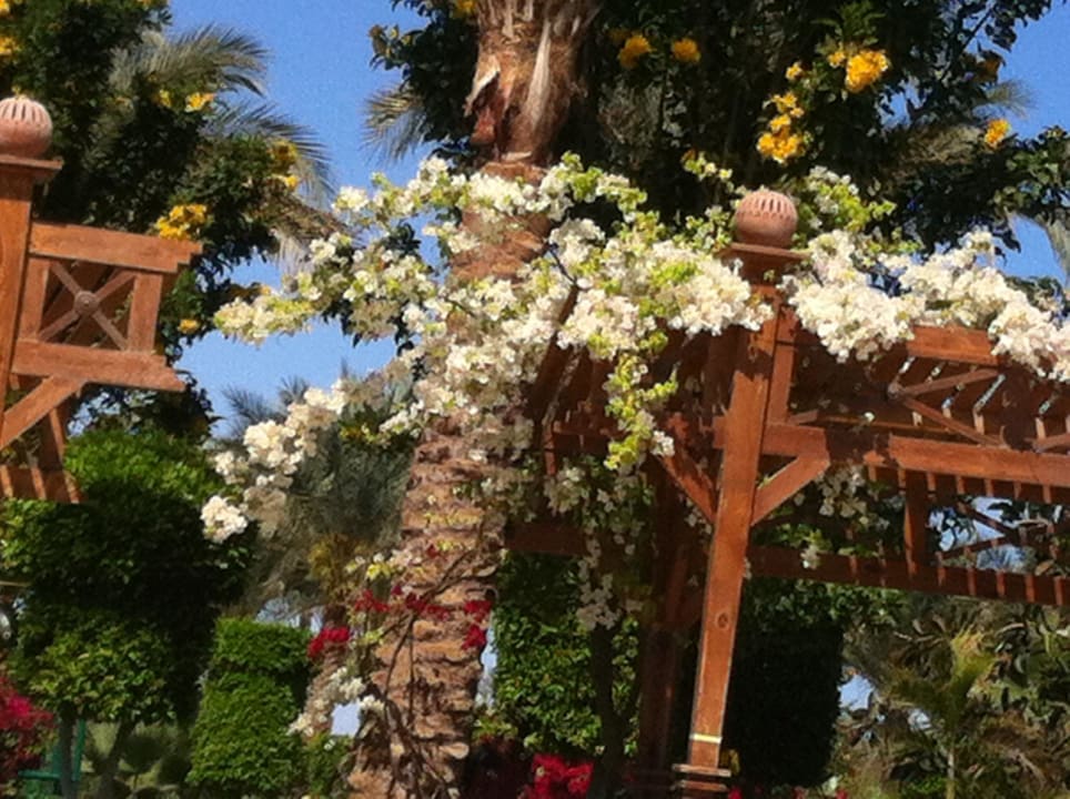 Пальмы Le Jardin Aqua Park Resort