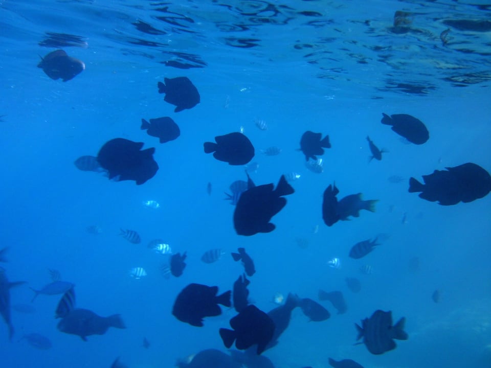 Fischschwarm bei Flut Arabia Azur Resort