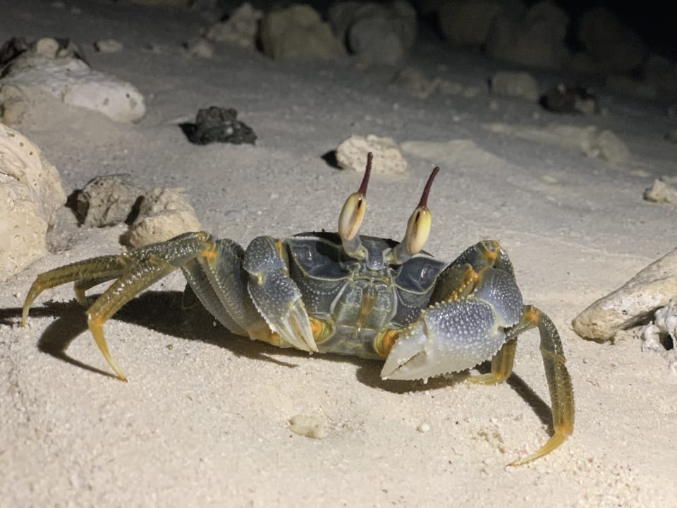 Strand Hotel Riu Palace Maldivas