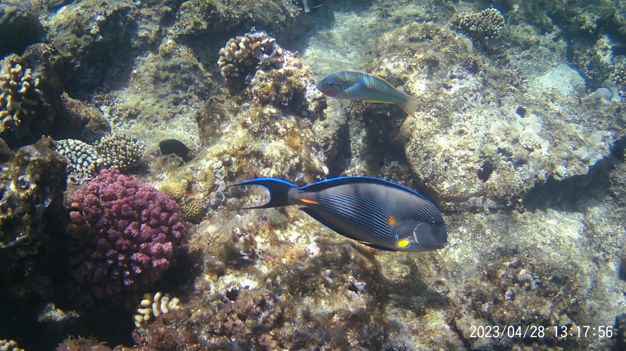 Strand Pickalbatros Citadel Resort