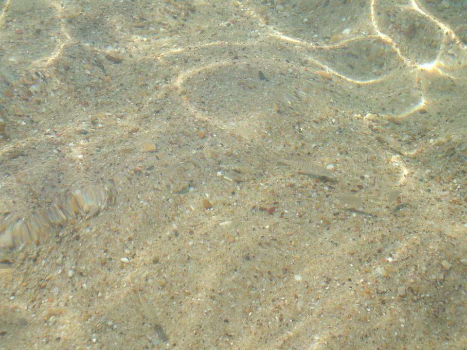 Fische Dar Khayam