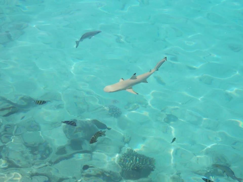Riffhai Summer Island Maldives