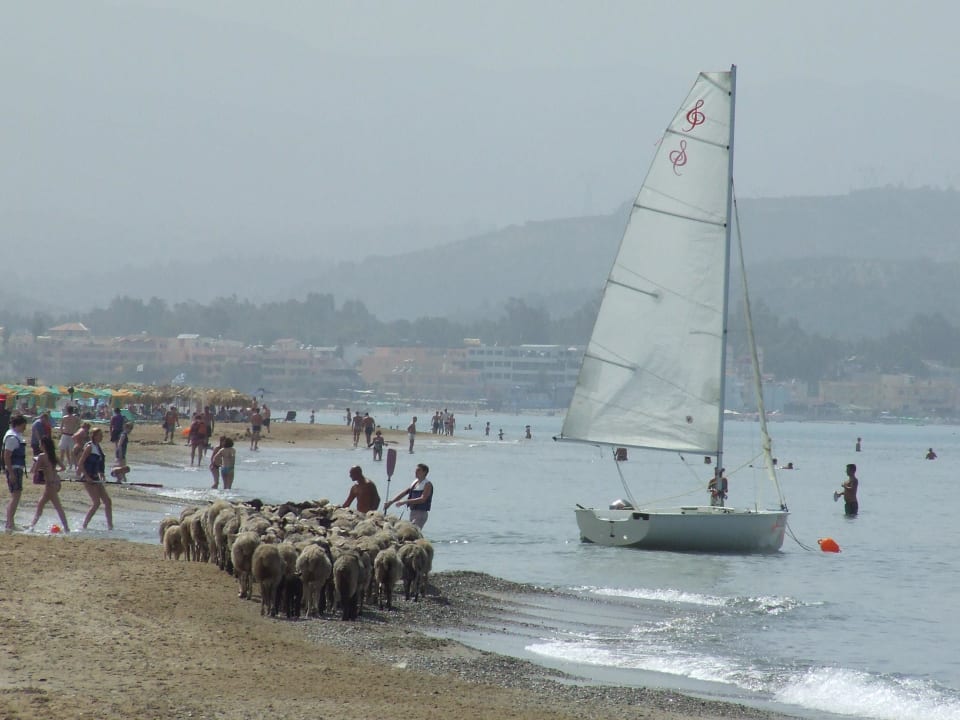 Schafherde auf Durchreise Vantaris Luxury Beach Resort