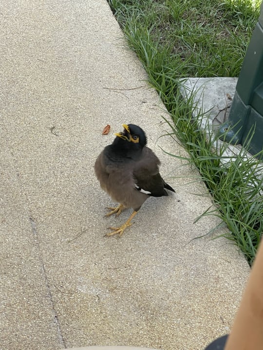 Gartenanlage Saadiyat Rotana Resort &  Villas