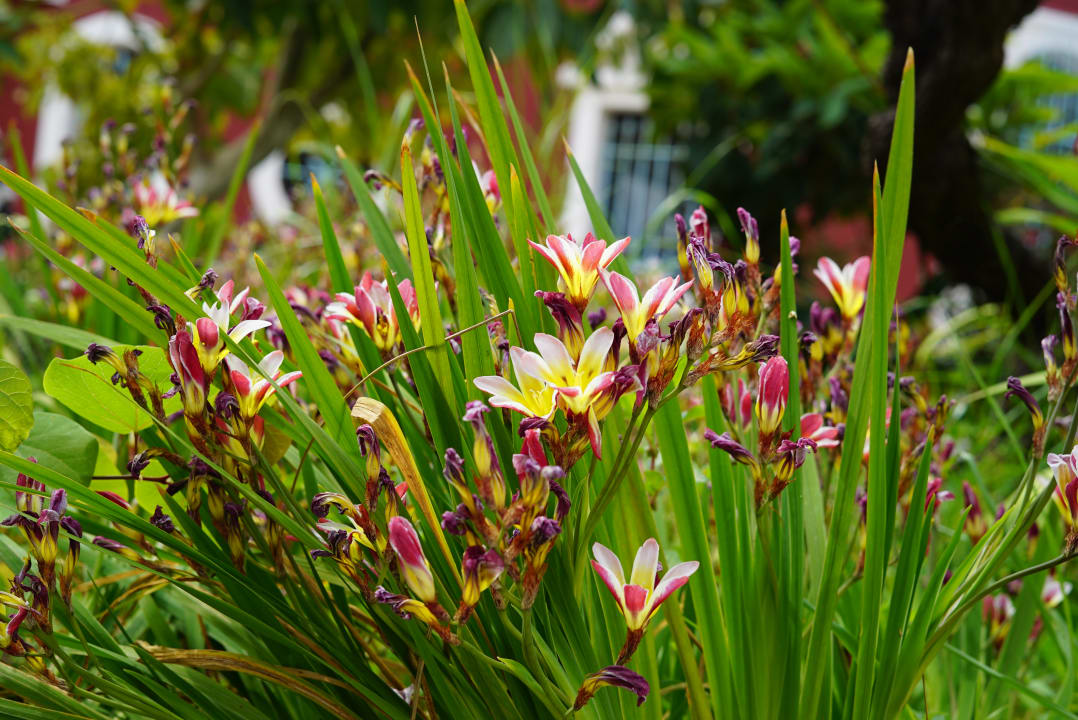 Gartenanlage Sunrock Corfu/Madalenas B&B