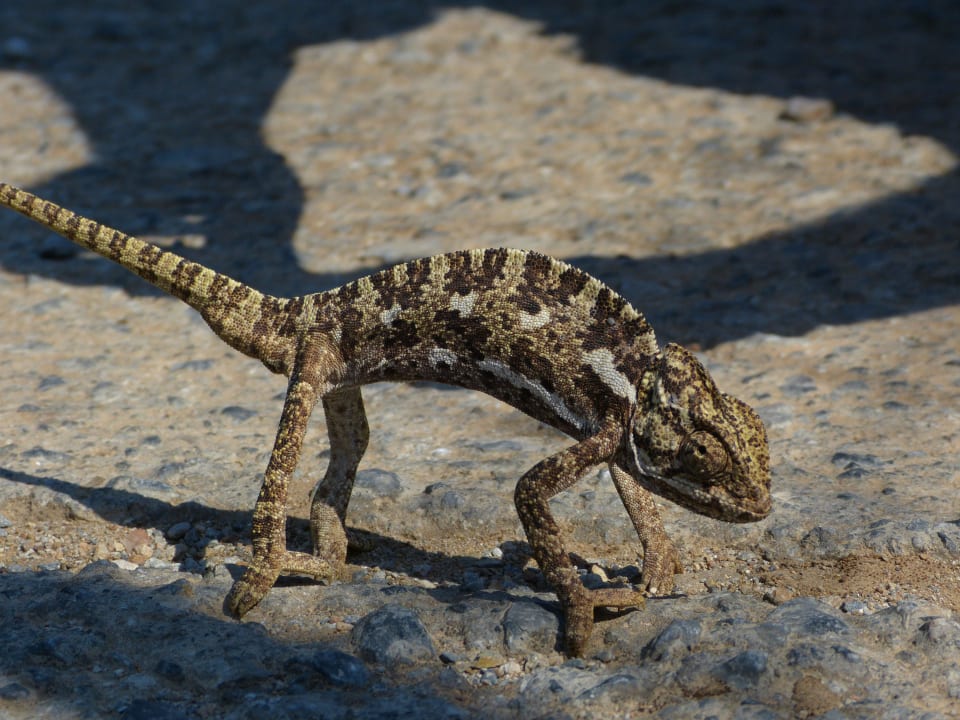 Auch Dieses Tier (Chamäleon) kann man sehen Kouros Seasight Hotel