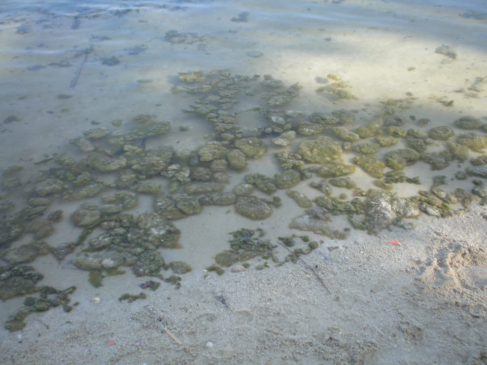 Strand Dara Samui Beach Resort