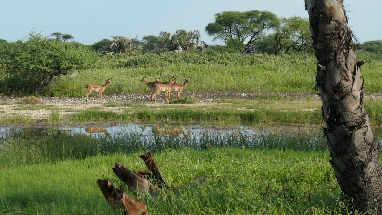 Sonstiges Onguma Safari Camps