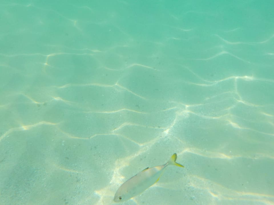 Klares Wasser Miramar Al Aqah Beach Resort