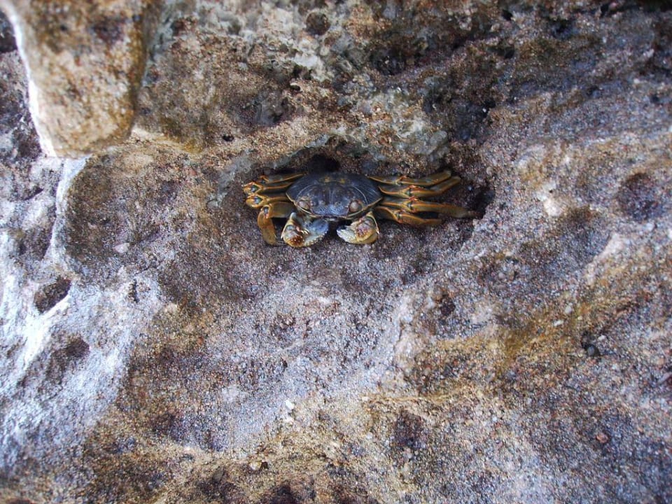 Krebs Charmillion Club Resort