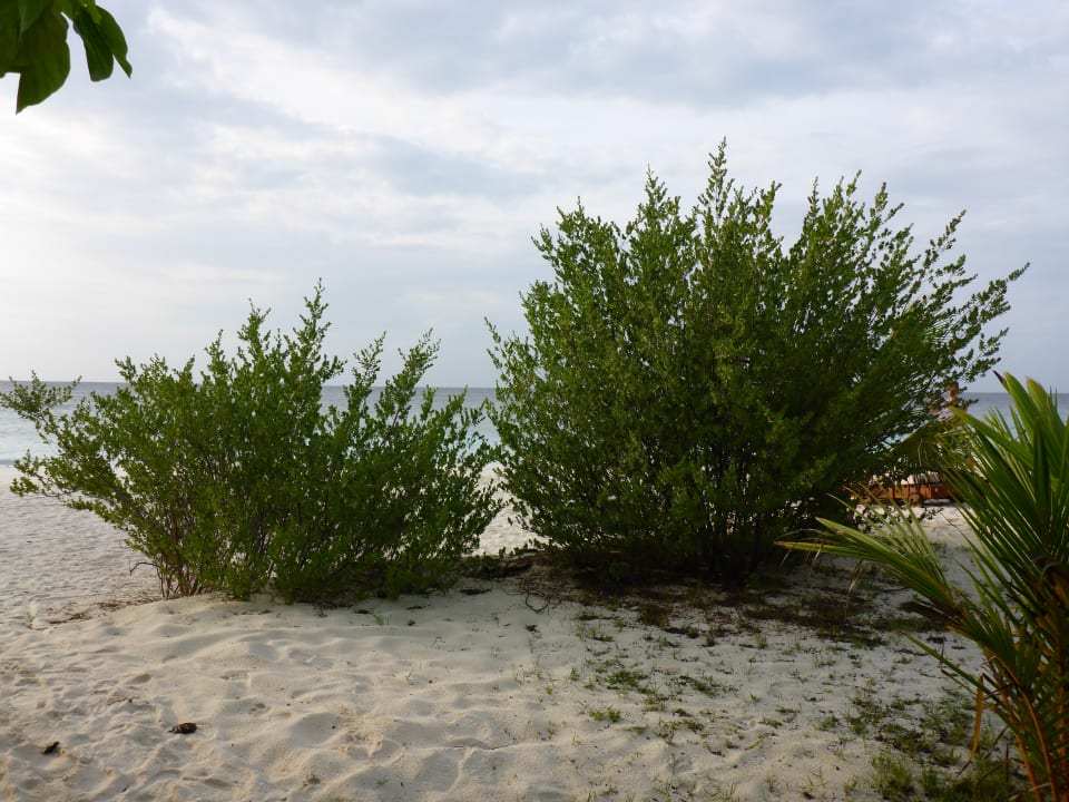 Gartenanlage Adaaran Select Meedhupparu Island Resort - Premium All Inclusive