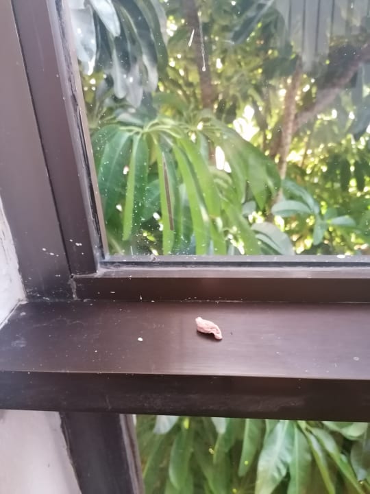 Lobby Starfish Cuatro Palmas