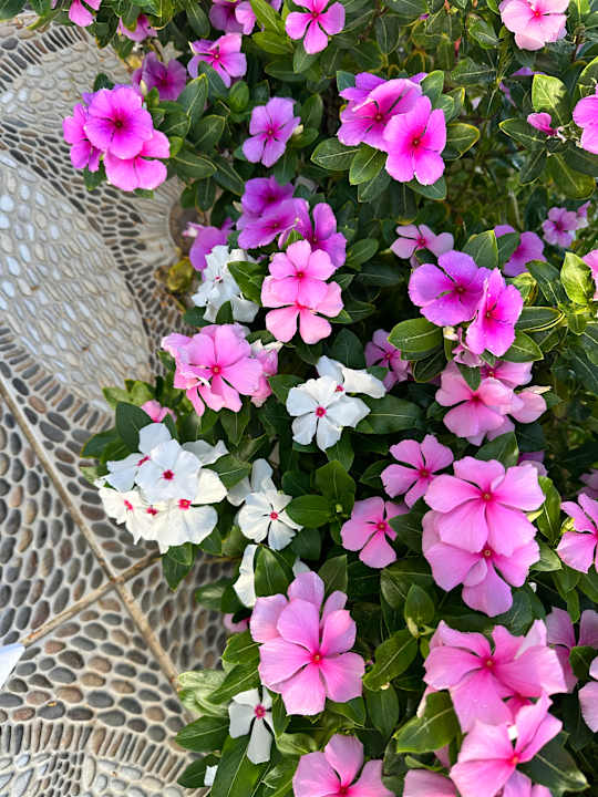 Gartenanlage Sentido Akassia Beach