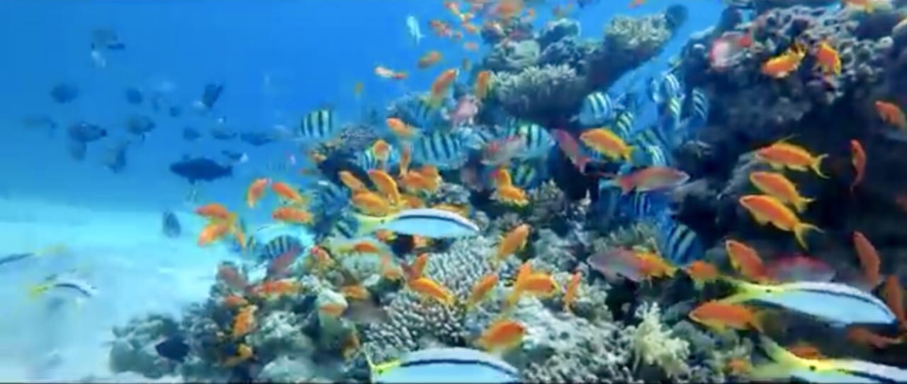 Sport & Freizeit Pickalbatros Citadel Resort