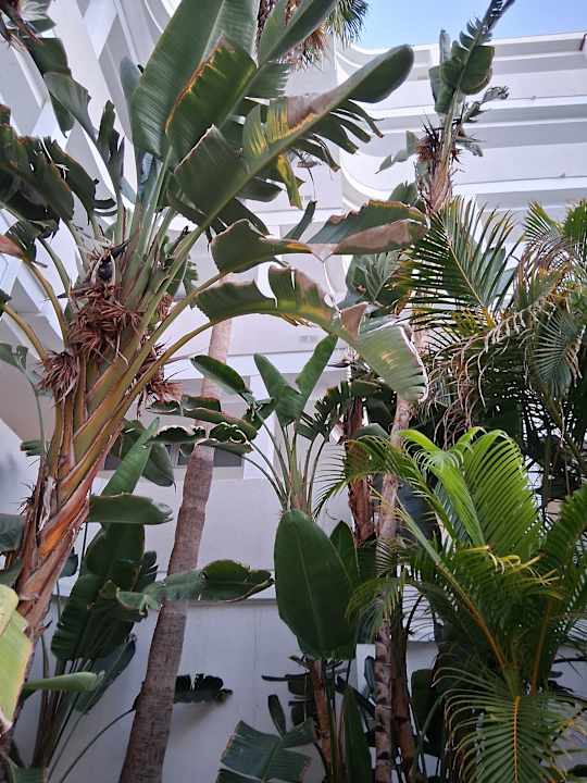 Gartenanlage alltoura Club Hotel Akeah Broncemar