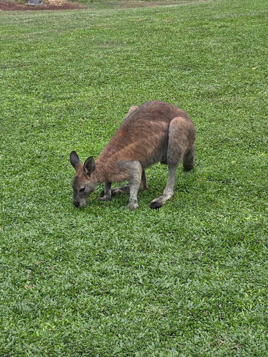 Gartenanlage Daydream Island Resort and Spa