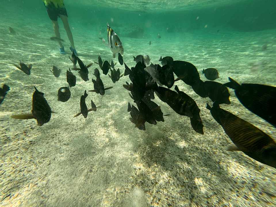 Strand Utopia Beach Club