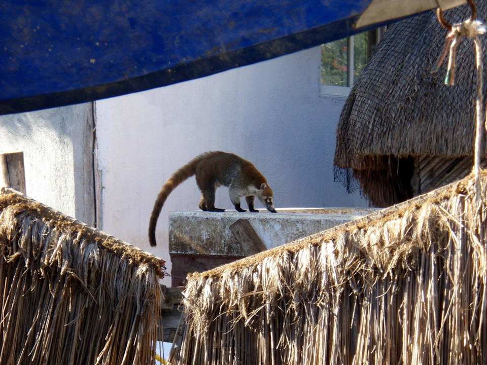 Ciic Grand Palladium Select White Sand Resort & Spa