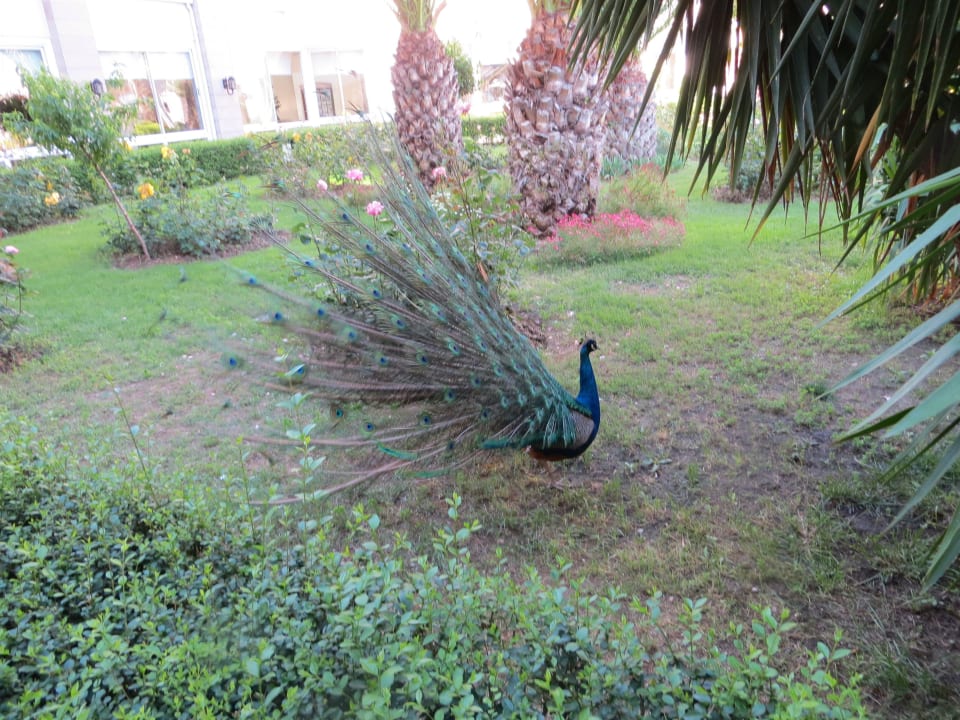 Pfau in der Gartenanlage Trendy Aspendos Beach Hotel