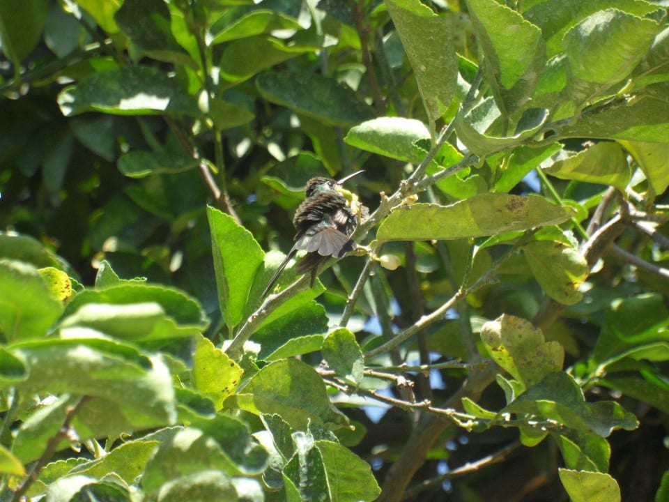 Kolibri mitten in der Anlage Hostal Osmary y Alberto