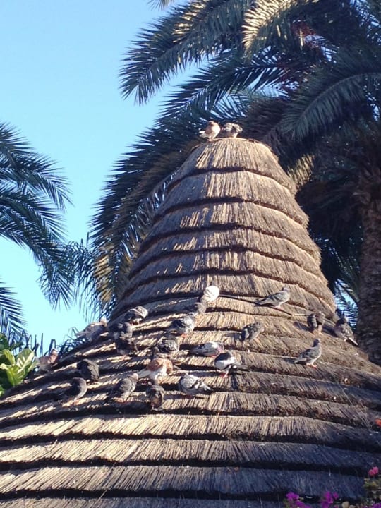 Die Tauben warten bereits Seaside Hotel Palm Beach