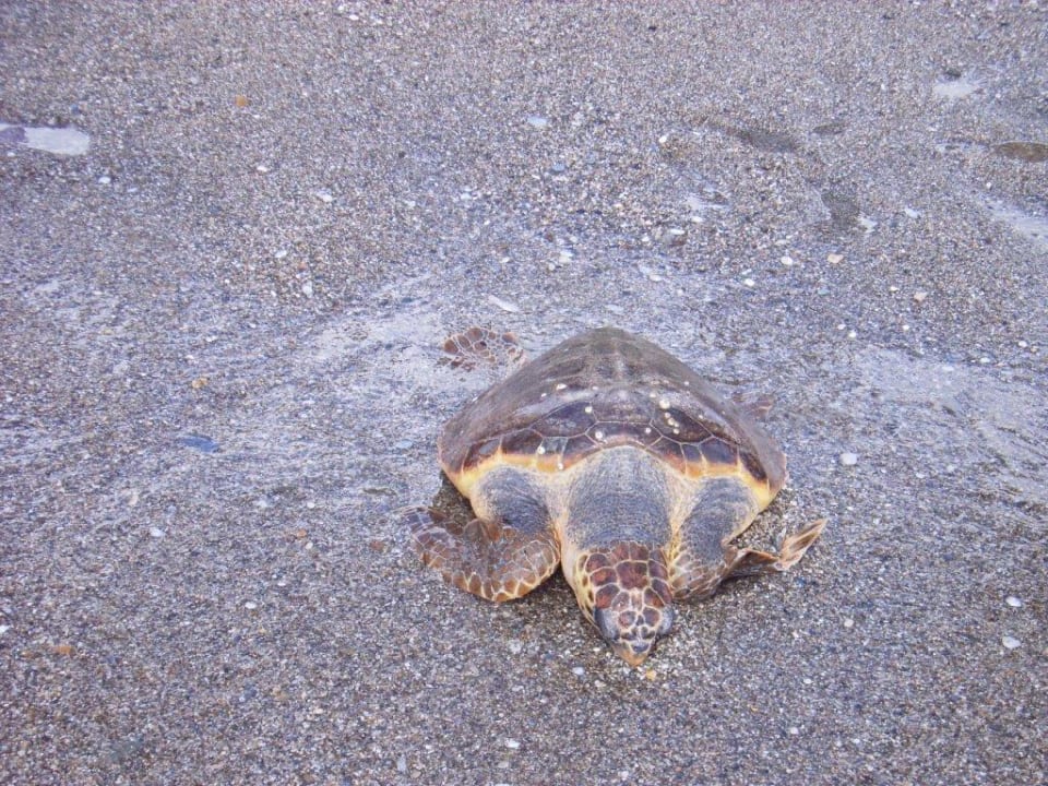 Schildkröte am Strand Eftalia Downtown Hotel