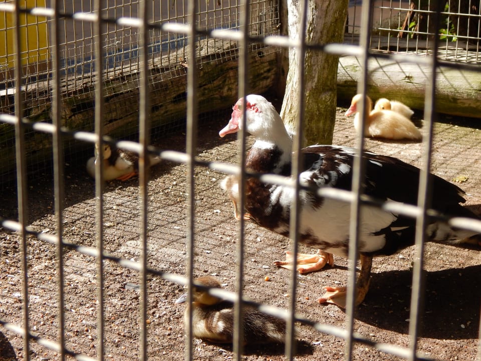 Mini-Zoo in der Gartenanlage Park Club Europe