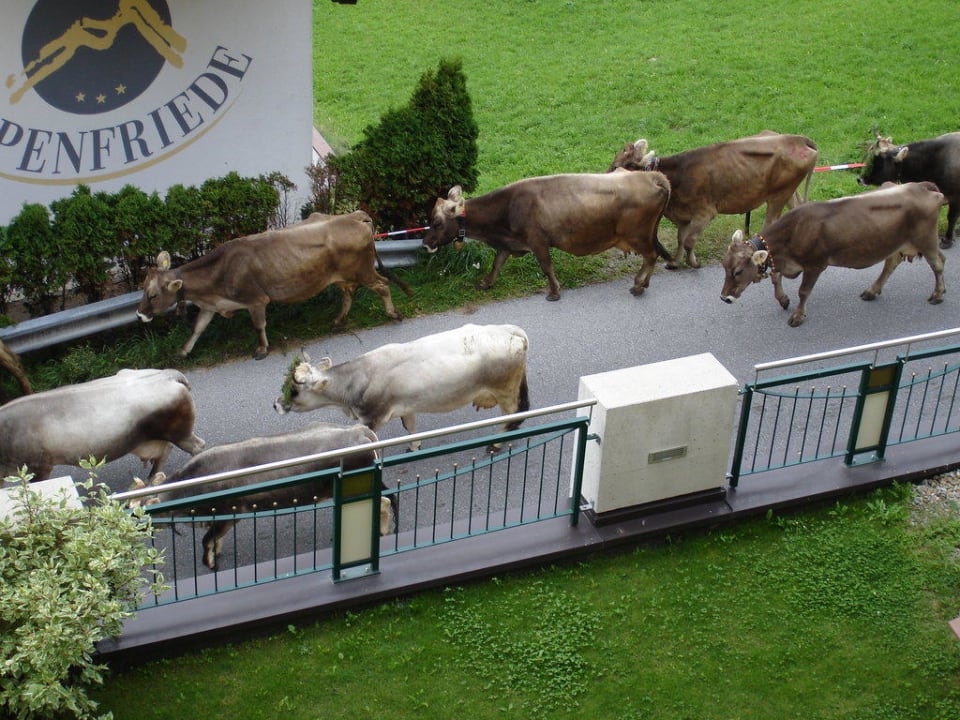 Almabtrieb in Jerzens Hotel Jerzner Hof