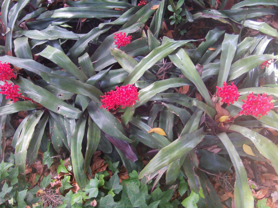 Blumenpracht H10 Tenerife Playa