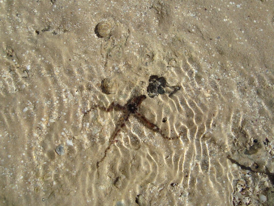 Морская звезда Stella Garden Resort & Spa, Makadi Bay