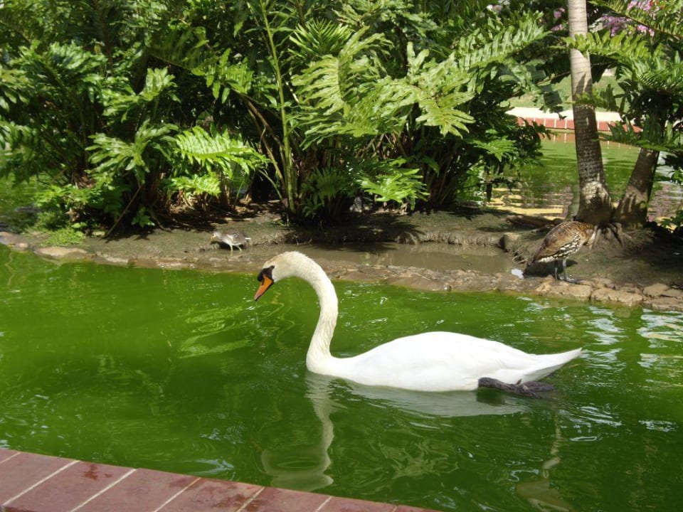Schwan Iberostar Selection Hacienda Dominicus