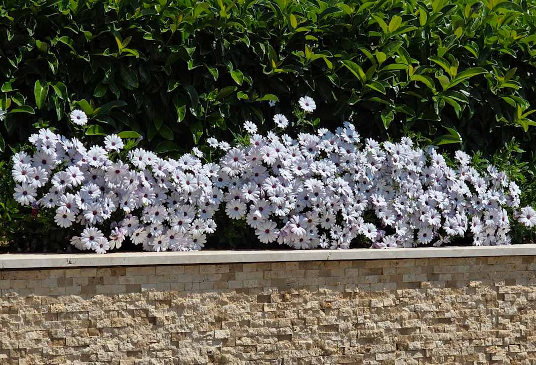 Gartenanlage Paloma Oceana