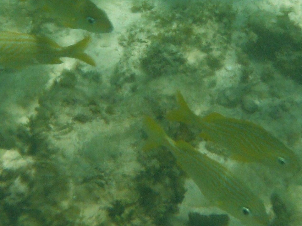 Fische Grand Palladium Colonial Resort & Spa