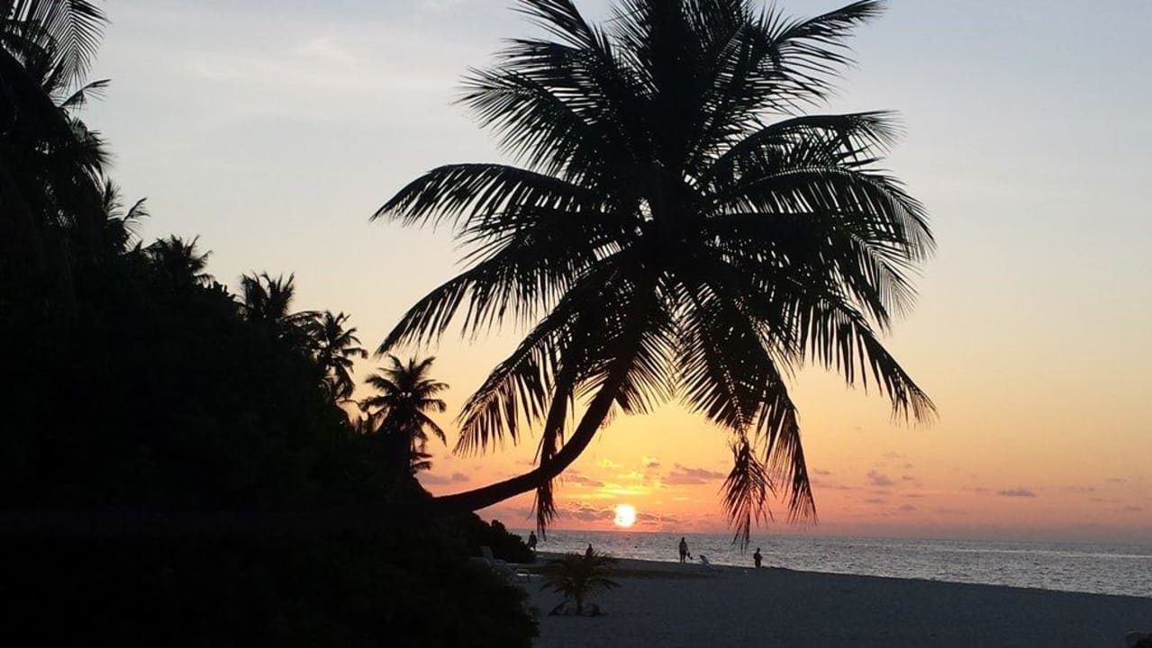 Пальма и солнце Vilamendhoo Island Resort & Spa