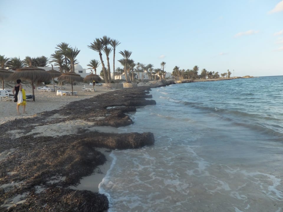 Angespültes Seegras Hotel El Mouradi Djerba Menzel