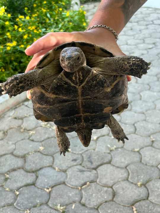 Sonstiges Starlight Resort Hotel