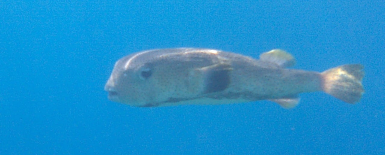 Strand Makadi Spa - Adults only