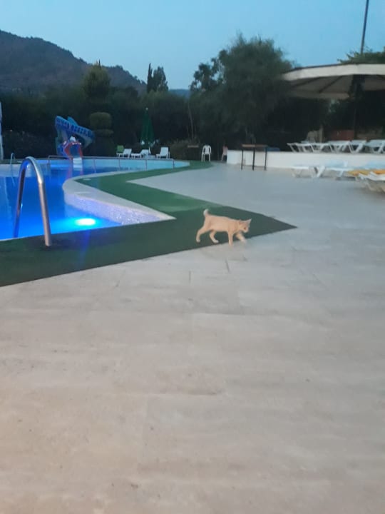 Pool Dogan Paradise Beach