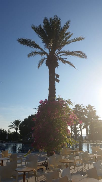 Palme am Pool Hotel Terrace Beach Resort