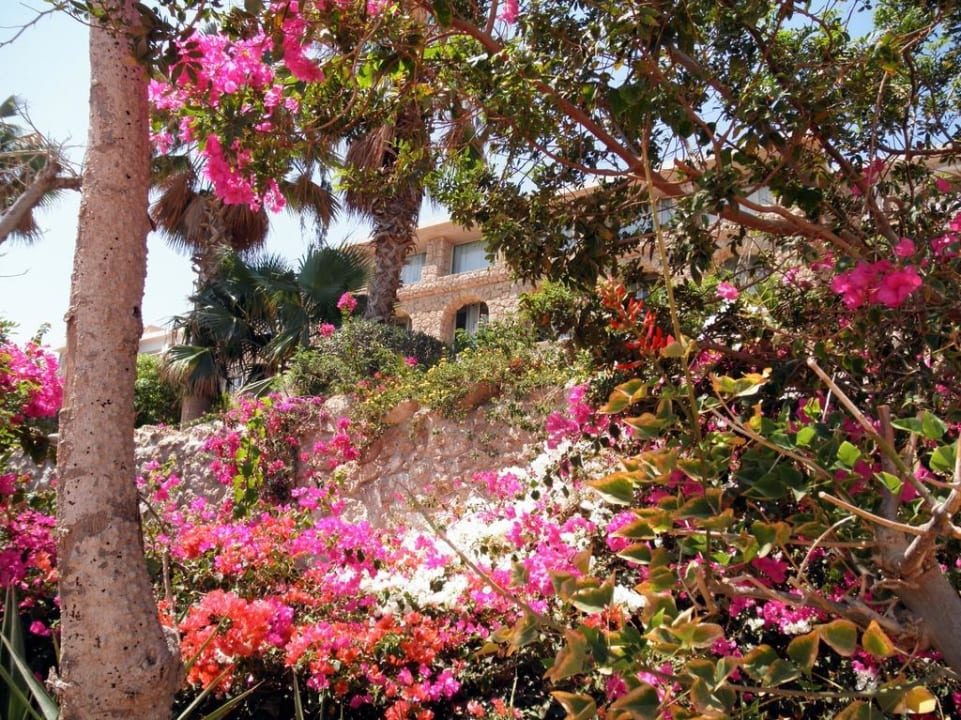 Райские сады Цитадели Pickalbatros Citadel Resort