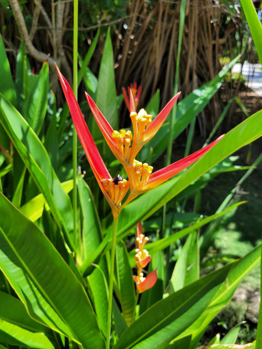 Gartenanlage Caribe Deluxe Princess