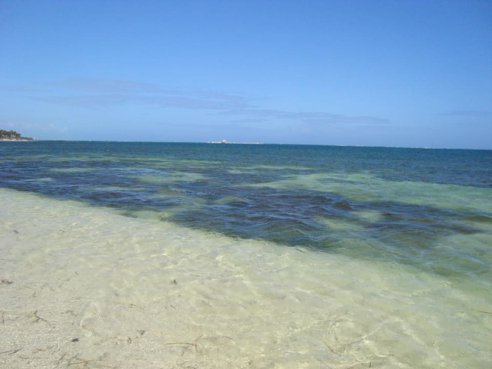 Diverse Seegrasbänke Catalonia Punta Cana - All Inclusive
