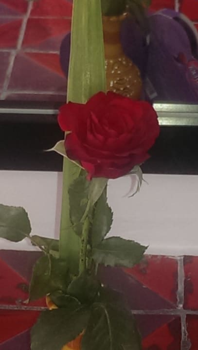 Von unserem Zimmermädchen Hotel El Mouradi Djerba Menzel