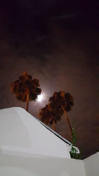 Palmen bei Nacht Club Maspalomas Suites & SPA