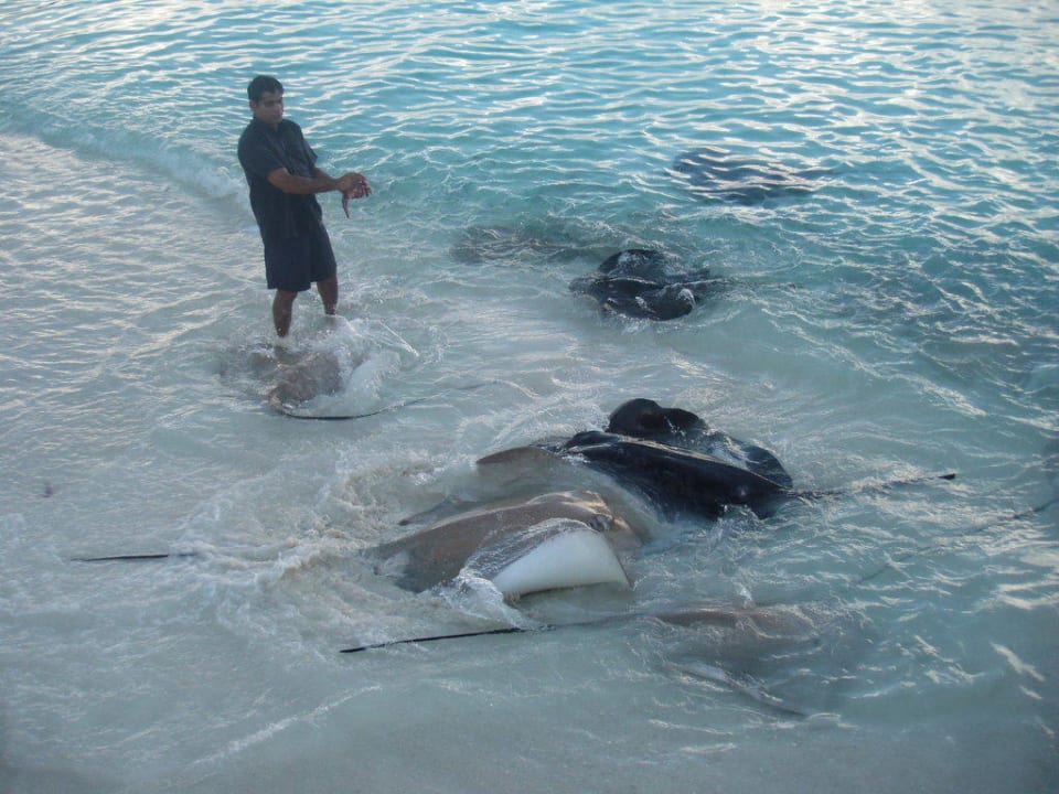 Rochenfütterung NH Collection Maldives Reethi Resort
