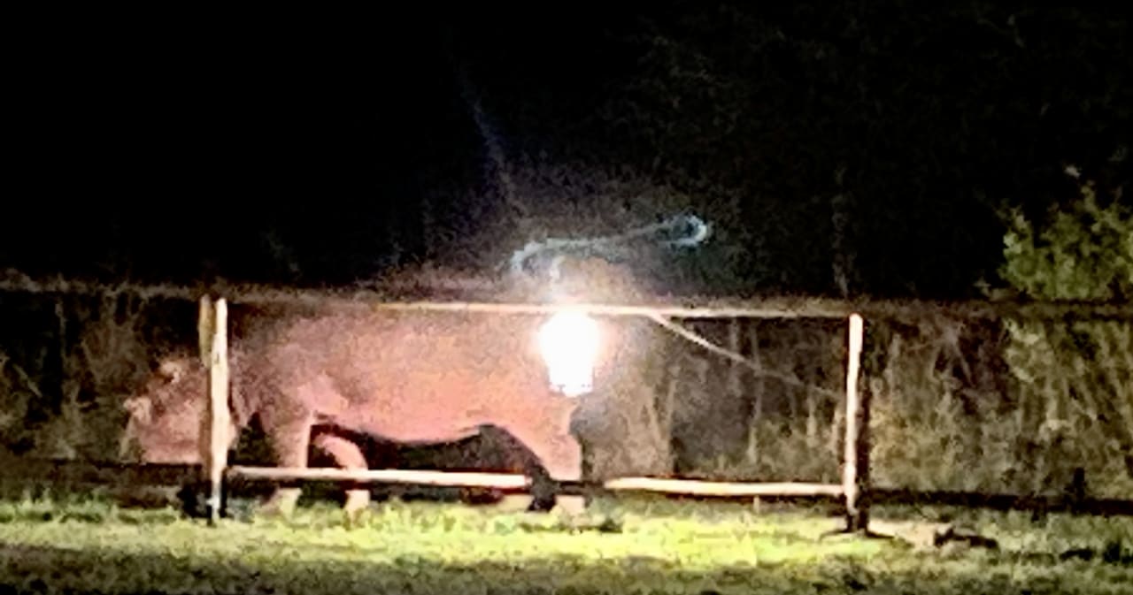 Gartenanlage Pakuba Safari Lodge