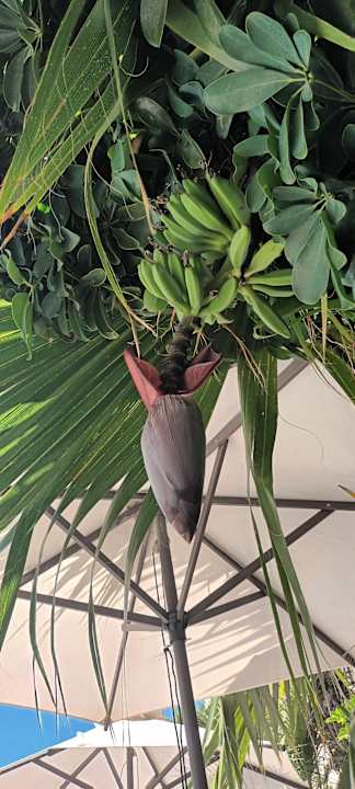 Pool Hotel Kalithea Horizon Royal